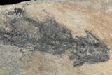 Discosauriscus (Permian Reptiliomorph) - Soft Bodied Preservation #125588-6